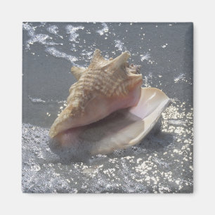 Aimant Seashell   Sanibel Island, Floride