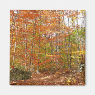 Aimant Sentier de l'automne de la lumière du soleil au pa