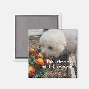 Aimant Sentir les Fleurs