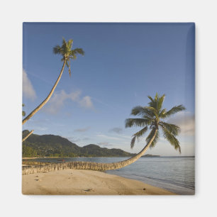 Aimant Seychelles, île de Mahe, palmier horizontal,