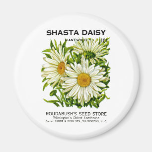Aimant Shasta Daisy Vintage semis