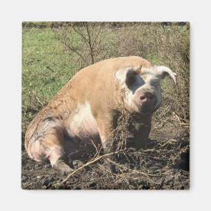Aimant - Sheila mon grand gros porc