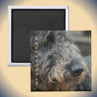 Shepadoodle Closeup Profil Chien race Photographie