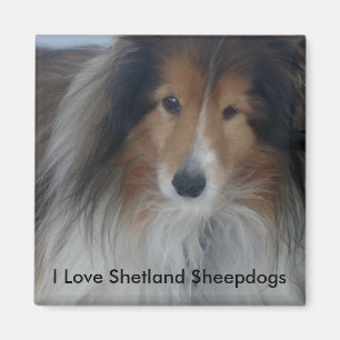 Aimant Shetland Sheepdog Magazine