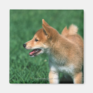 Aimant Shiba miniature japonais