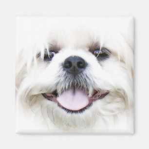 Aimant shih tzu