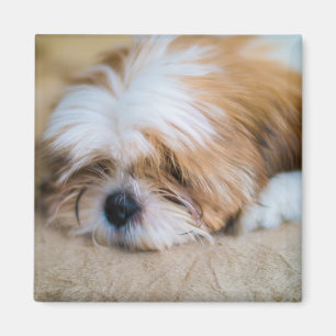 Aimant Shih Tzu
