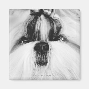 Aimant Shih Tzu