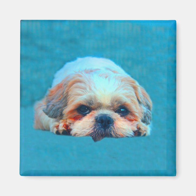 Aimant Shih Tzu Chien Water color art Portrait (Devant)