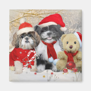 Aimant Shih Tzu et carte de Noël d'ours de nounours