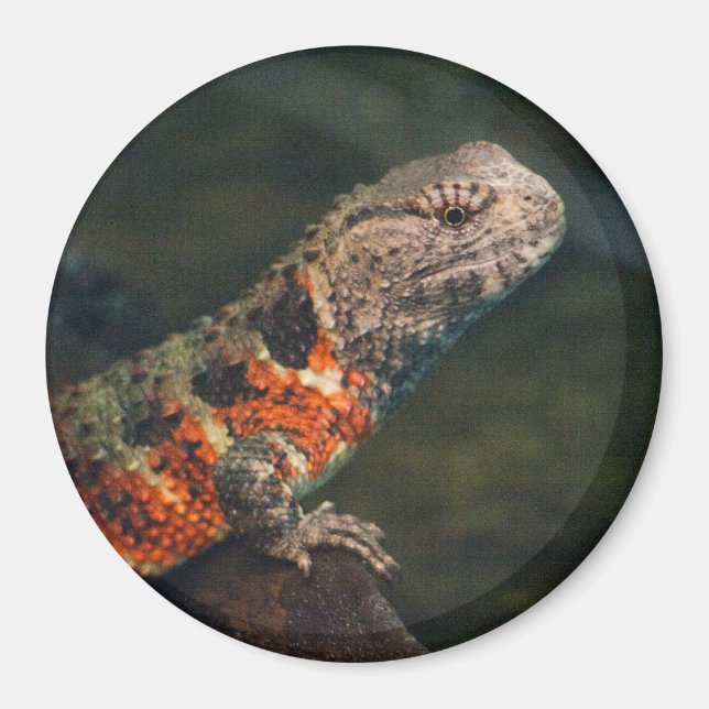 Aimant Shinisaurus crocodile (Devant)