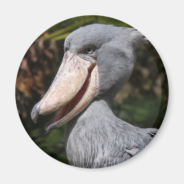 Aimant Shoebill (Devant)