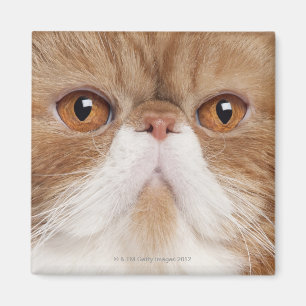 Aimant Shorthair exotique (2,5 ans)