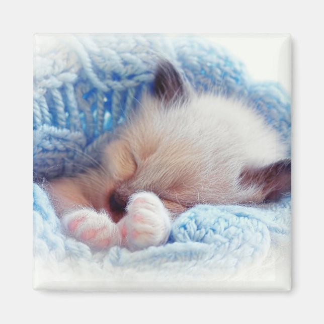 Aimant Siamese Kitten Paws dormant (Devant)