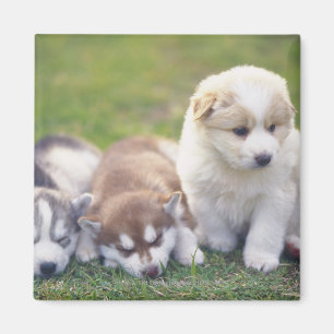 Aimant Siberian Husky; Une race de chien qui travaille