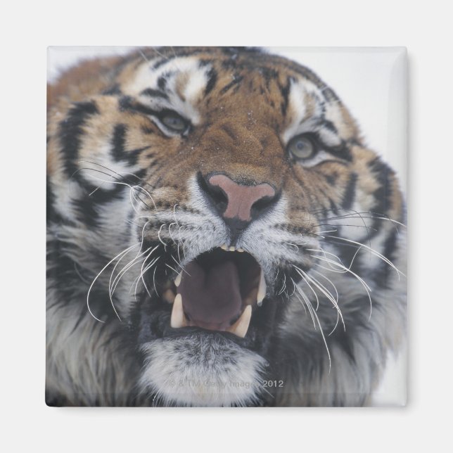 Aimant Sibérie Tiger Snarling (Devant)