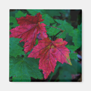 Aimant Signe d'automne