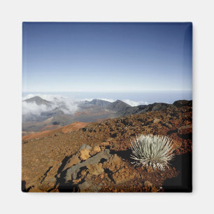 Aimant Silversword sur le bord du cratère Haleakala de pr