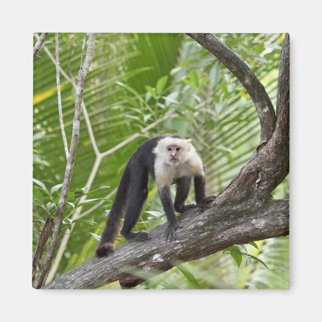 Aimant Singe dans la jungle (Devant)
