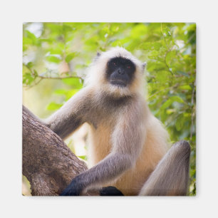 Aimant Singe dans la jungle du parc national de Ranthambo
