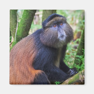 Aimant Singe doré, Rwanda