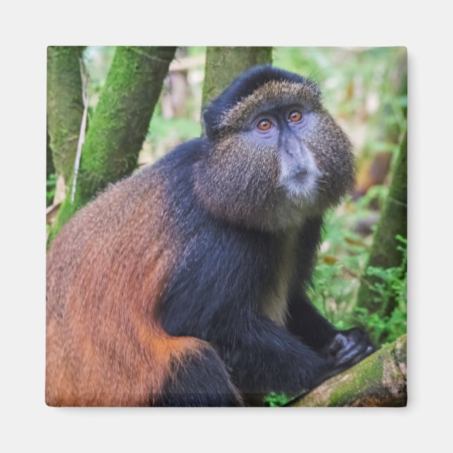 Aimant Singe doré, Rwanda (Devant)