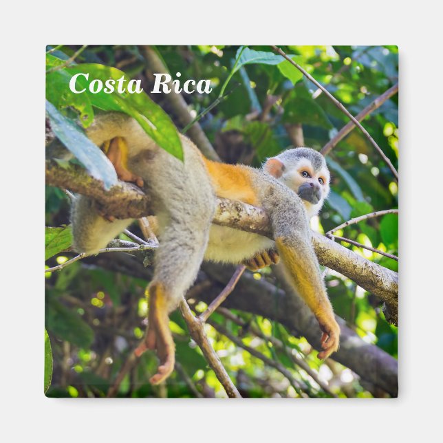 Aimant Singe écureuil à Manuel Antonio NP - Costa Rica (Devant)