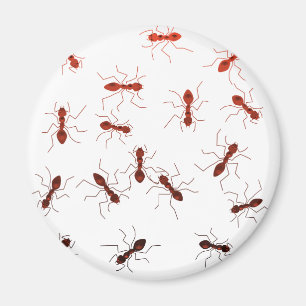 Aimant Singeries de fourmi