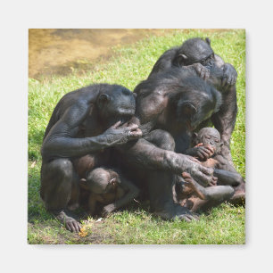 Aimant Singes de bonobo