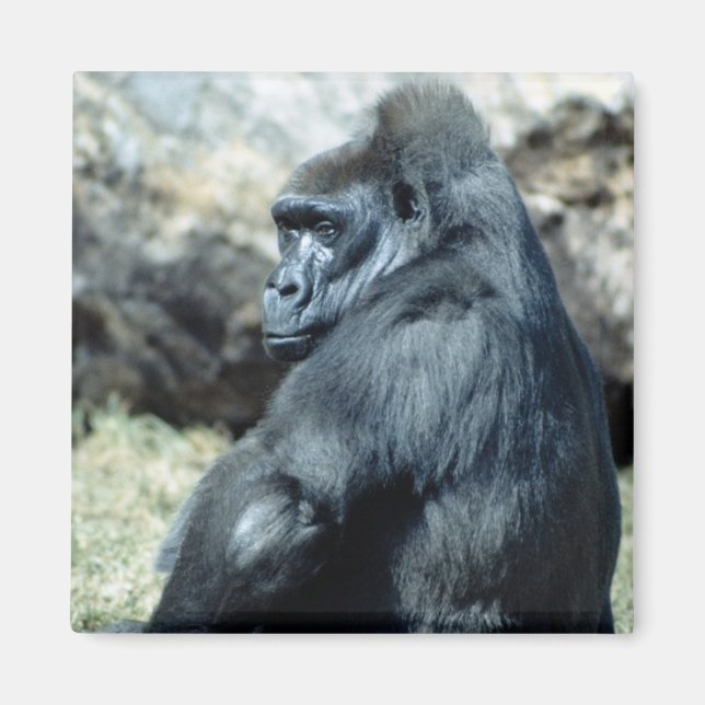 Aimant Sitting Gorilla (Devant)