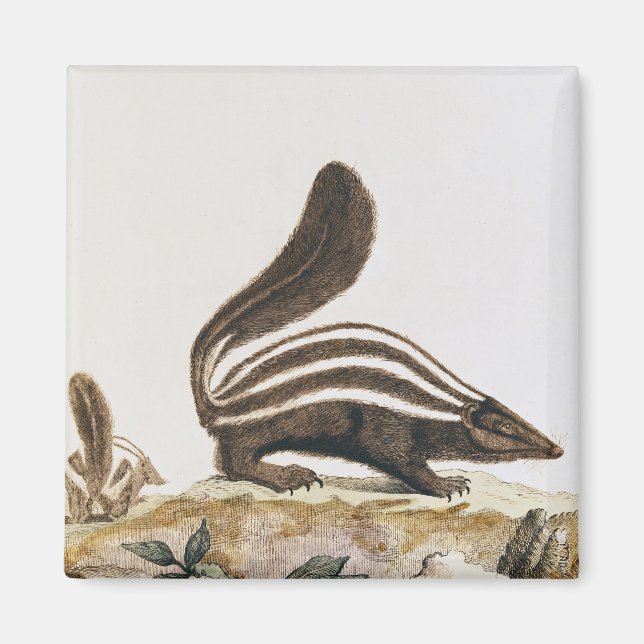 Aimant Skunk, de 'Histoire Naturelle' de (Devant)