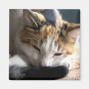 Aimant Sleeping Calico Cat