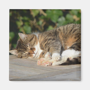 Aimant Sleepy détendu chaton