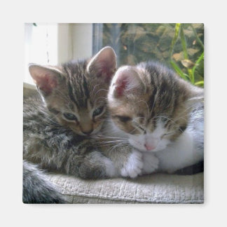 Aimant Sleepy Kittens