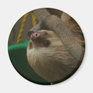 Aimant Sloth