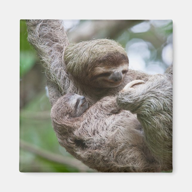 Aimant Sloth Baby avec mère pendre d'un arbre (Devant)