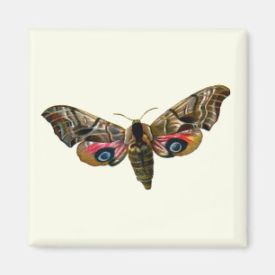 Aimant Smerinthus ocellata - Eyed Hawk-Moth - Color Image