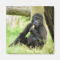 Snacking Baby Gorilla