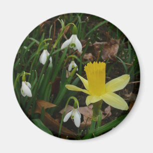 Aimant Snowdrops et Daffodil Spring Floral