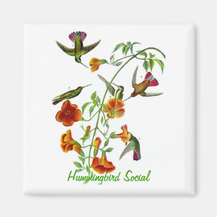 Aimant Social de colibri