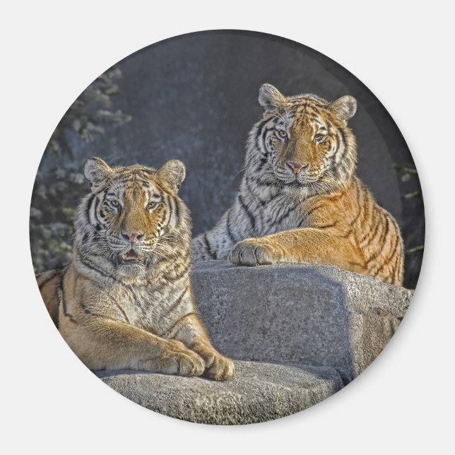 Aimant Soeurs Tiger (Devant)