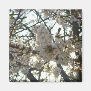 Aimant Soirée Fleurs de cerisiers II Printemps coucher de