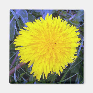 Aimant solaire au sol