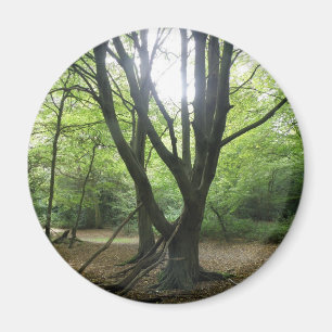 Aimant solaire en bois