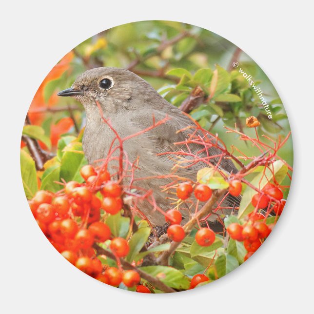 Aimant Solitaire de Townsend sur la Pyracantha (Devant)