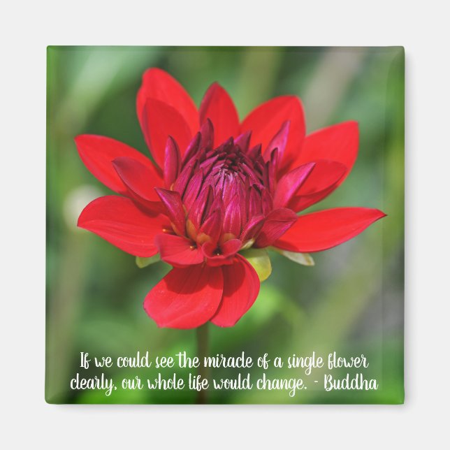 Aimant Solitaire Rouge Dahlia Fleur Wisley Motivation (Devant)