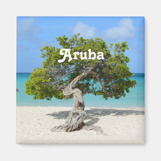 Aimant Solo Divi Divi Tree à Aruba