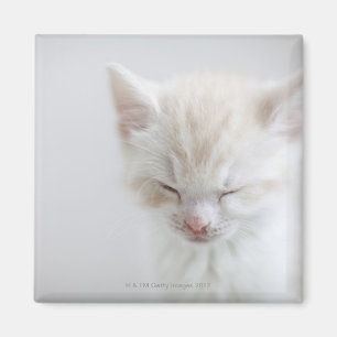 Aimant Sommeil blanc de chaton