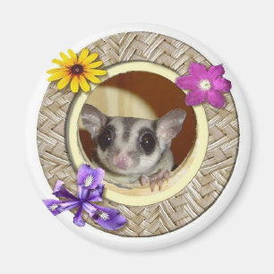 Aimant Sougar Glider