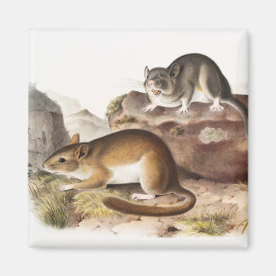Aimant Souris Neotoma des Rocheuses (Neotoma Drummondii)